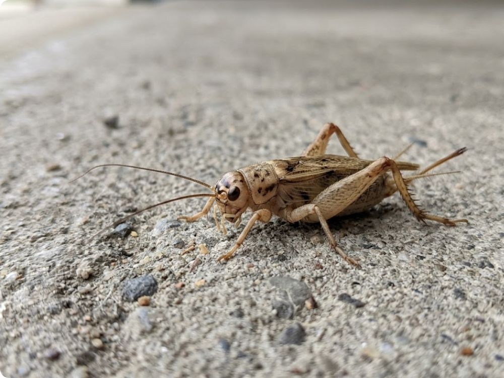 Light-brown house cricket on a concrete surface
